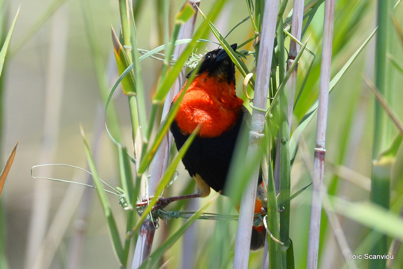 Euplecte ignicolore/Red Bishop (1)