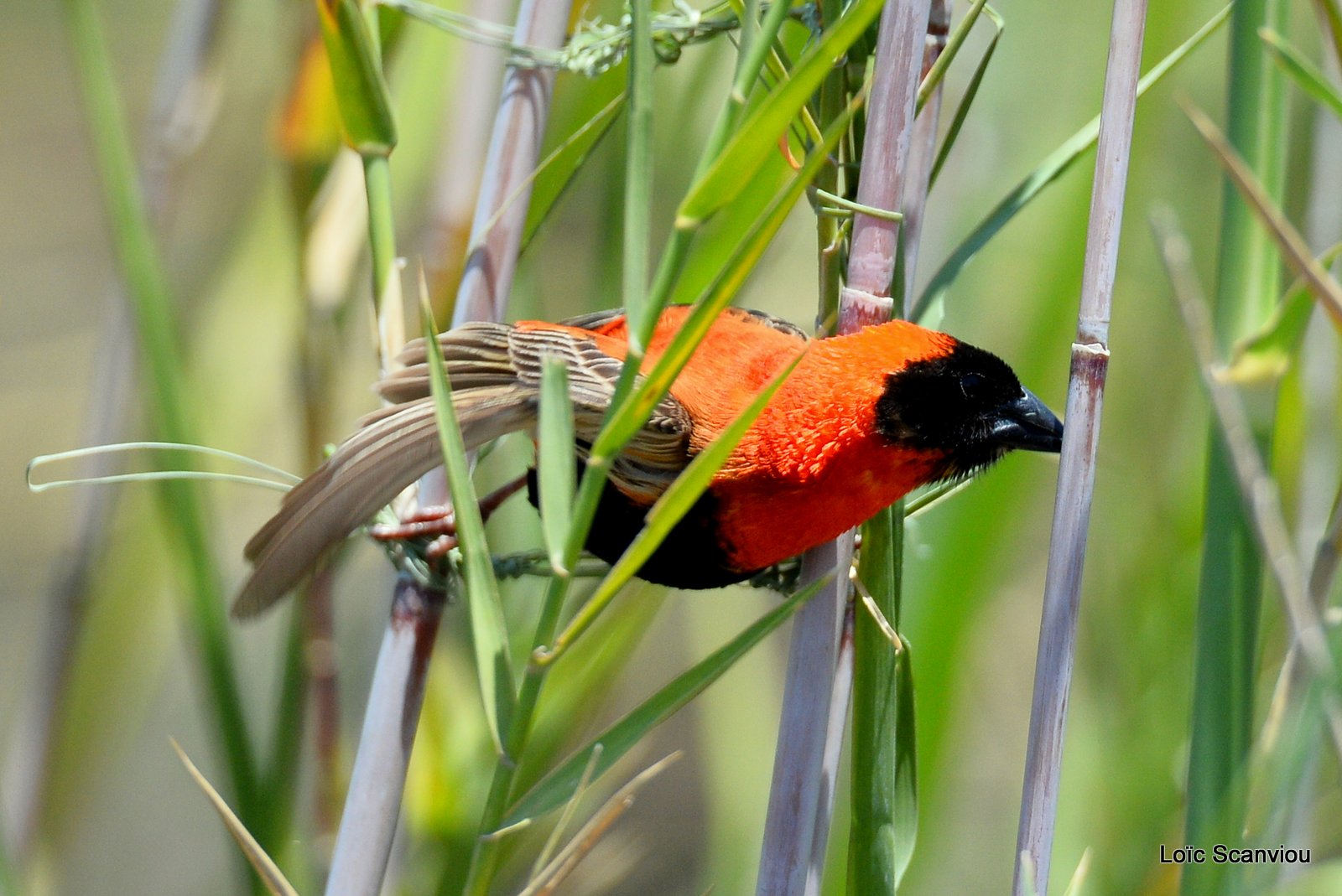 Euplecte ignicolore/Red Bishop (2)