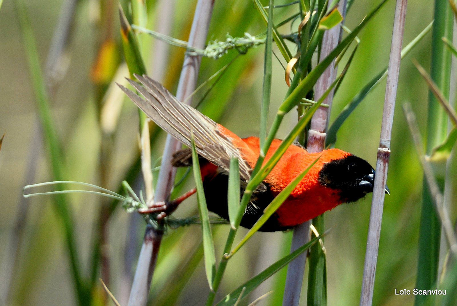 Euplecte ignicolore/Red Bishop (3)