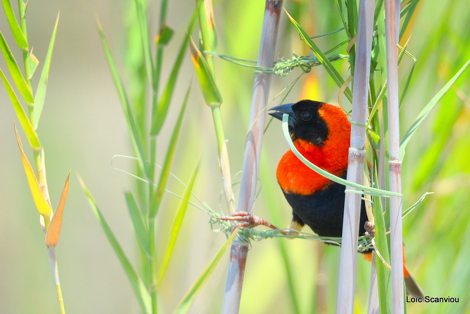 Euplecte ignicolore/Red Bishop (4)