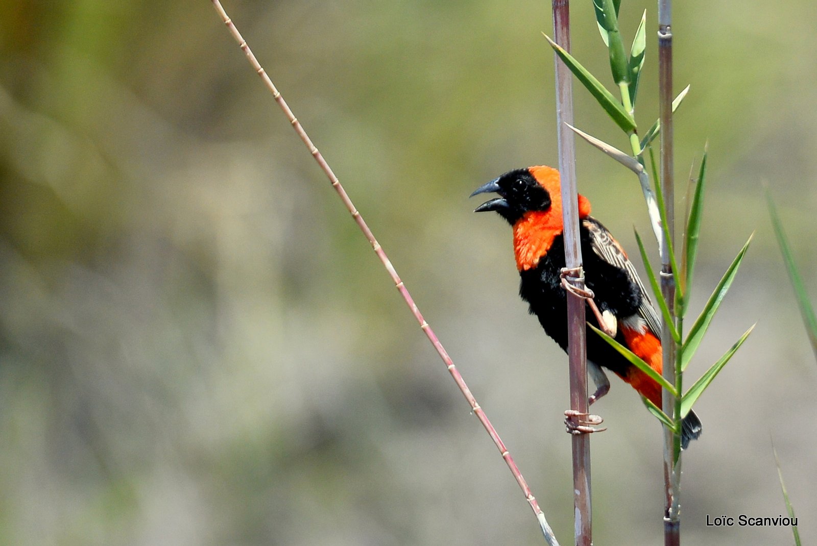 Euplecte ignicolore/Red Bishop (5)