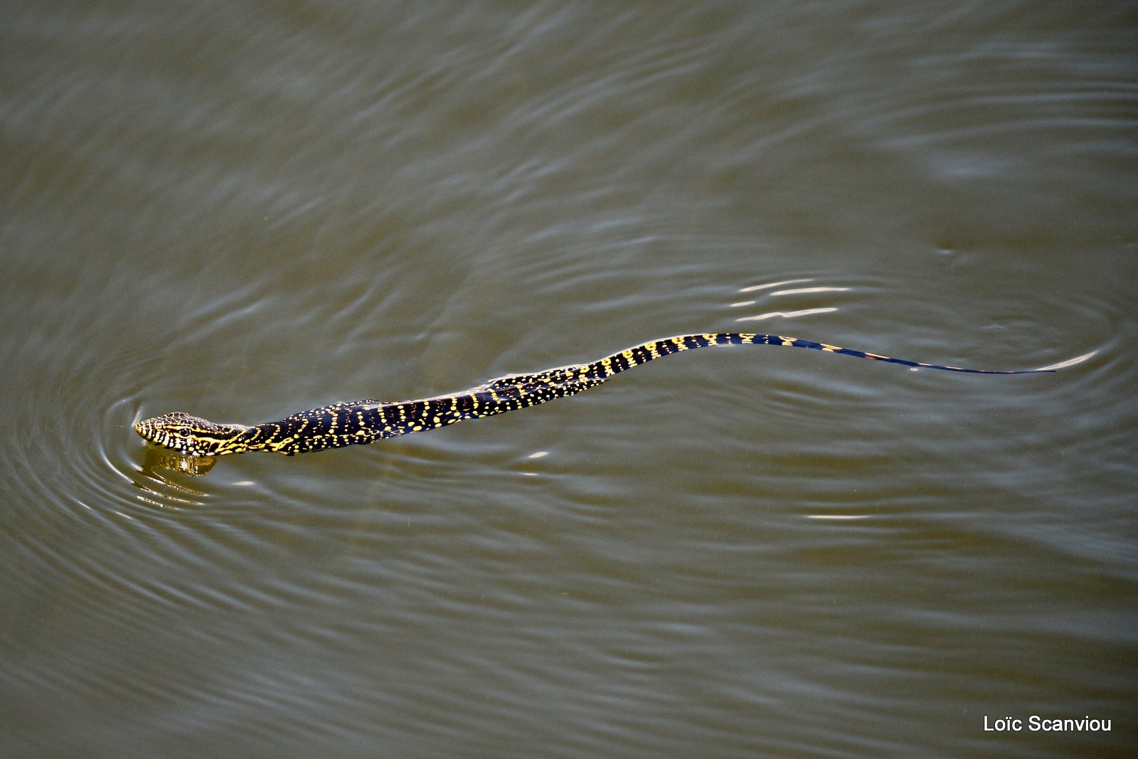 Varan du Nil/Nile Monitor Lizard (1)