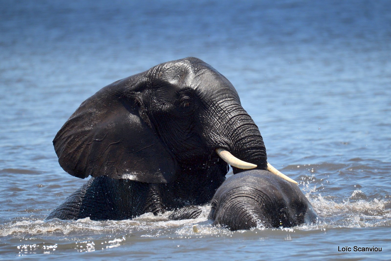 Chobe River Front 2020 (8)