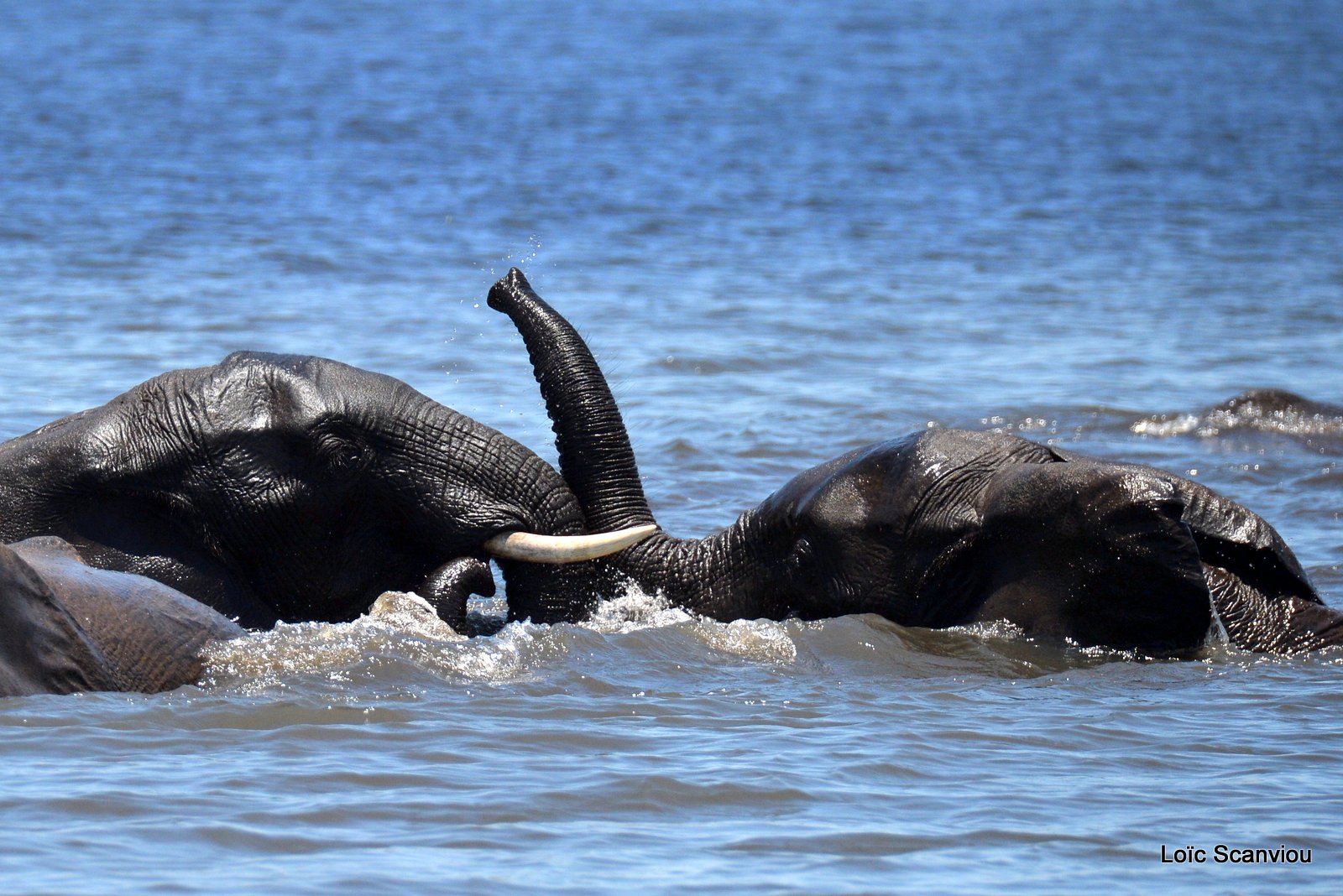 Chobe River Front 2020 (9)