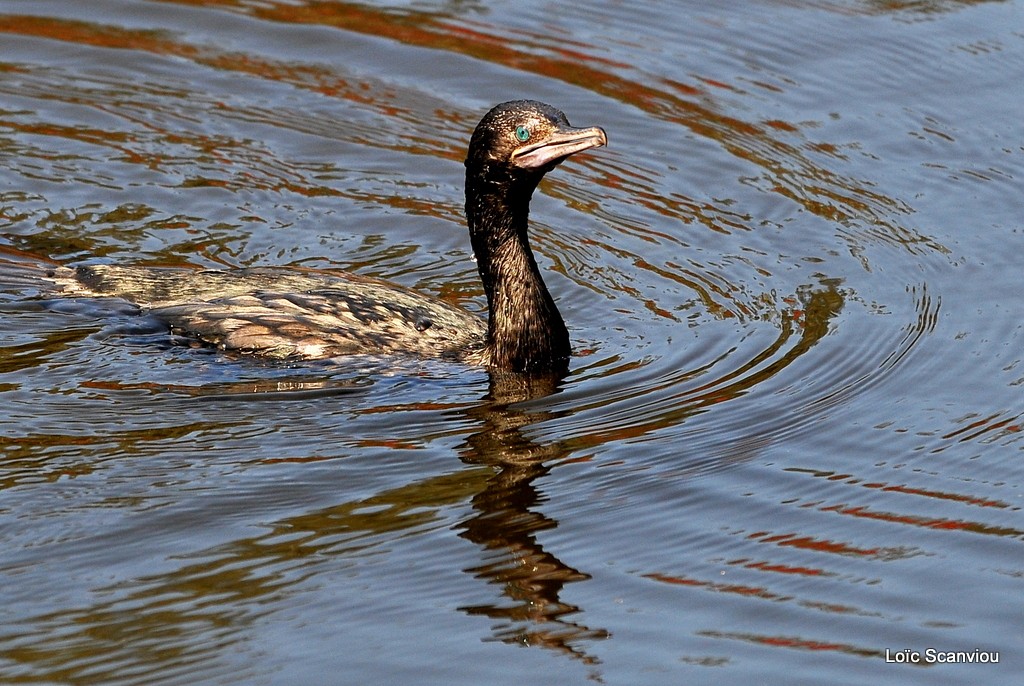 Cormoran noir/Little black Cormorant