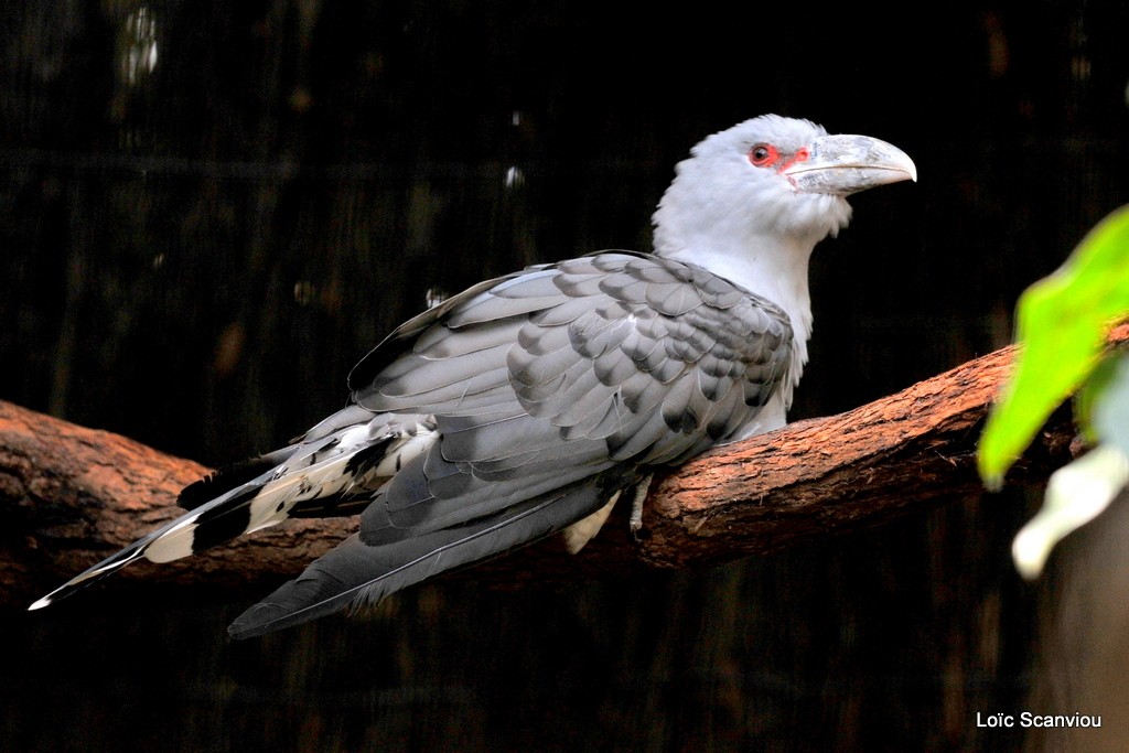 Coucou présageur/Channel-billed Cuckoo