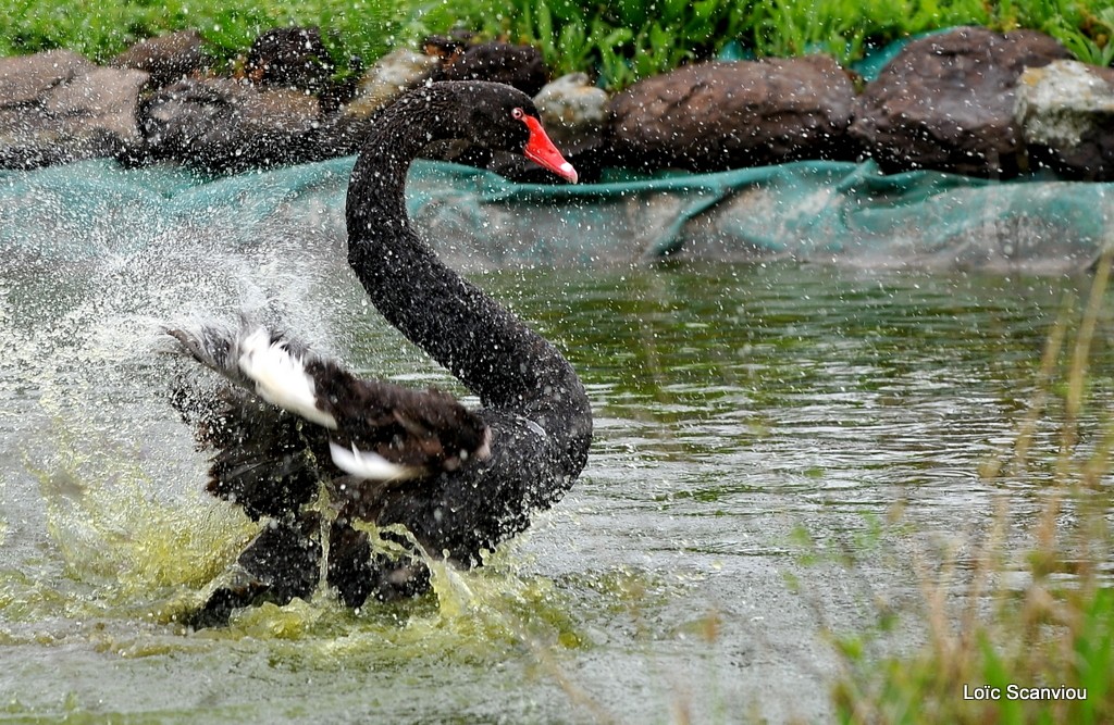 Cygne noir/Black Swan 