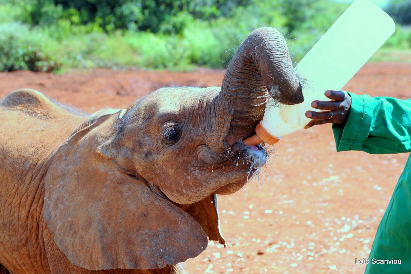 David Sheldrick Wildlife Trust  (10)