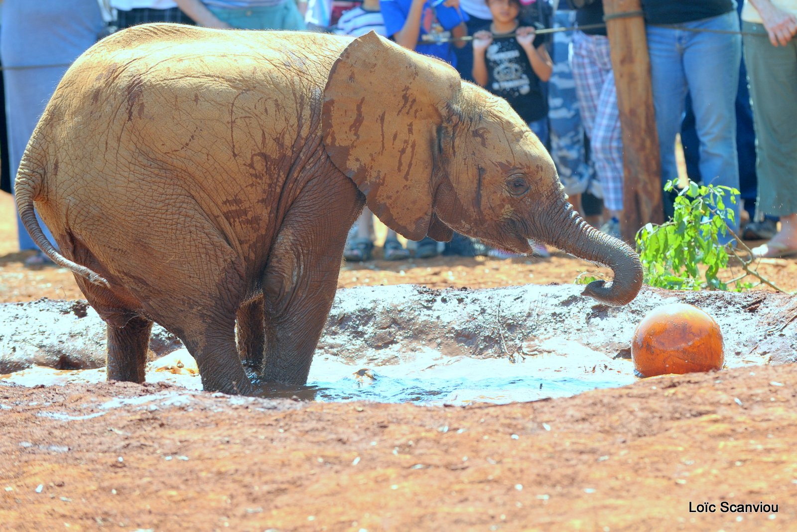 David Sheldrick Wildlife Trust  (12)