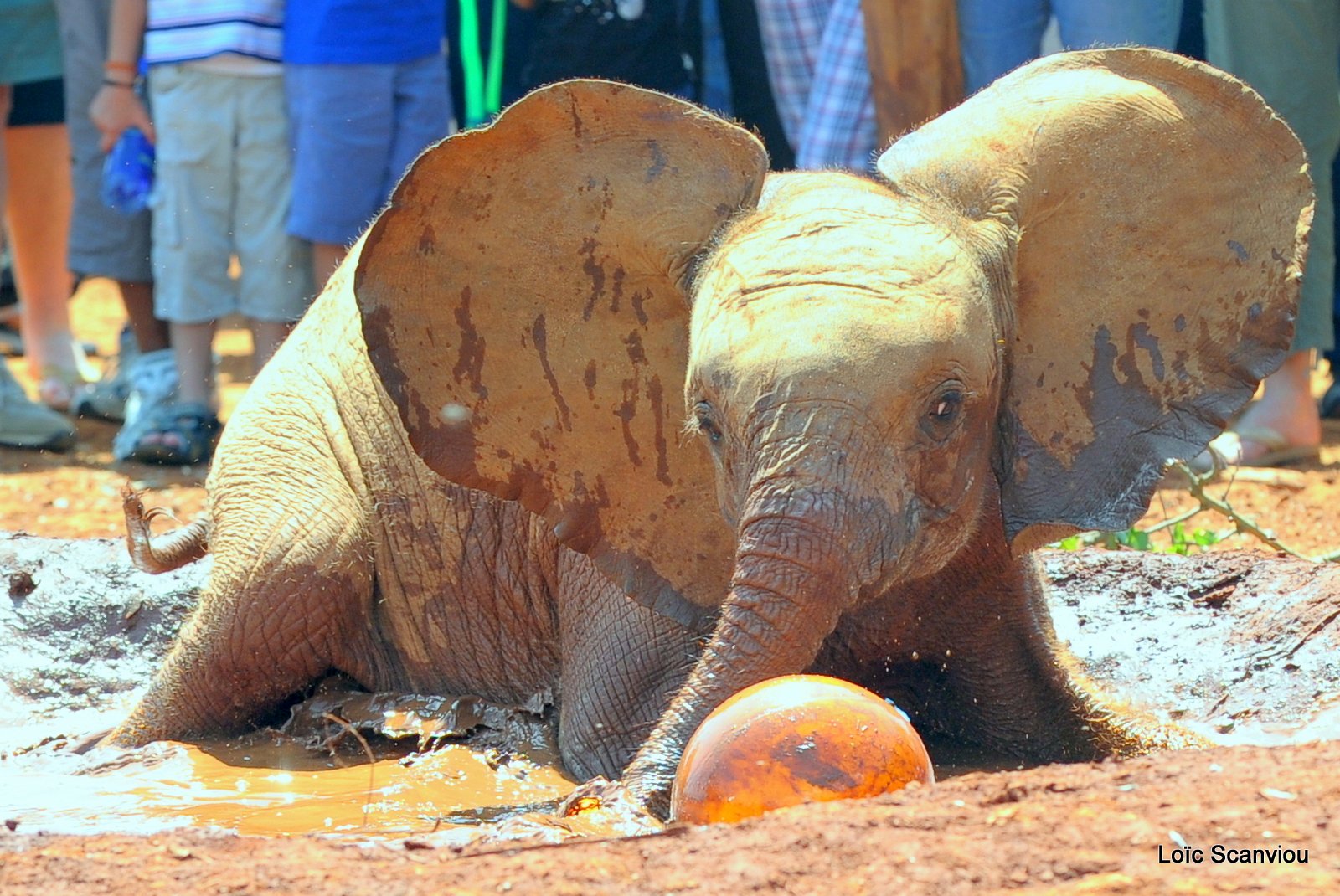 David Sheldrick Wildlife Trust  (13)