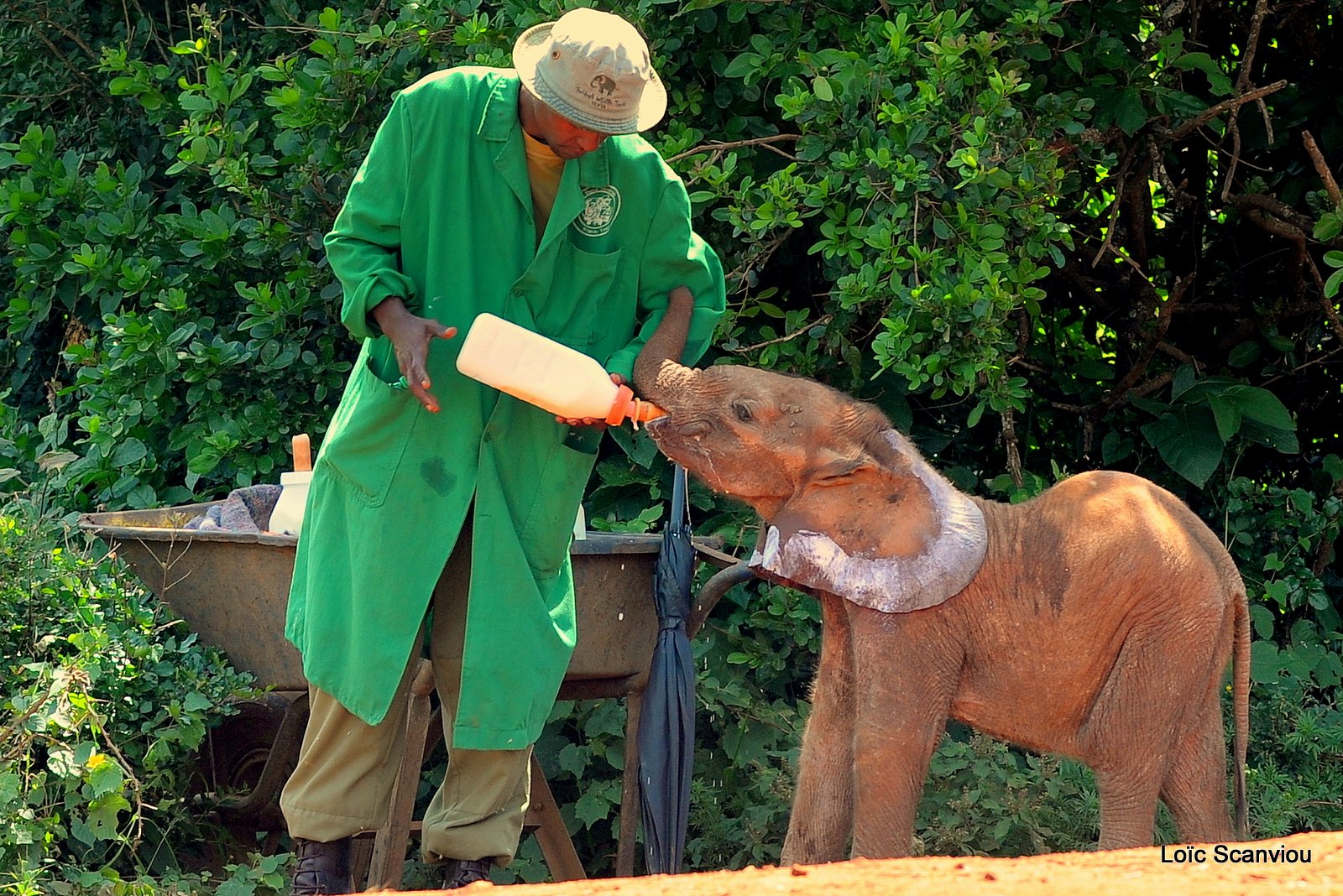 David Sheldrick Wildlife Trust  (14)