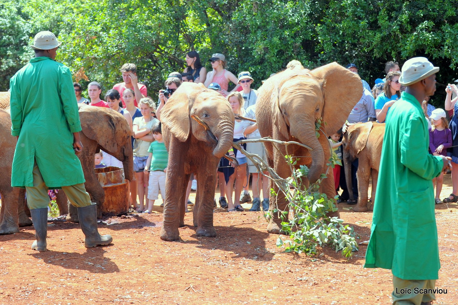 David Sheldrick Wildlife Trust  (15)