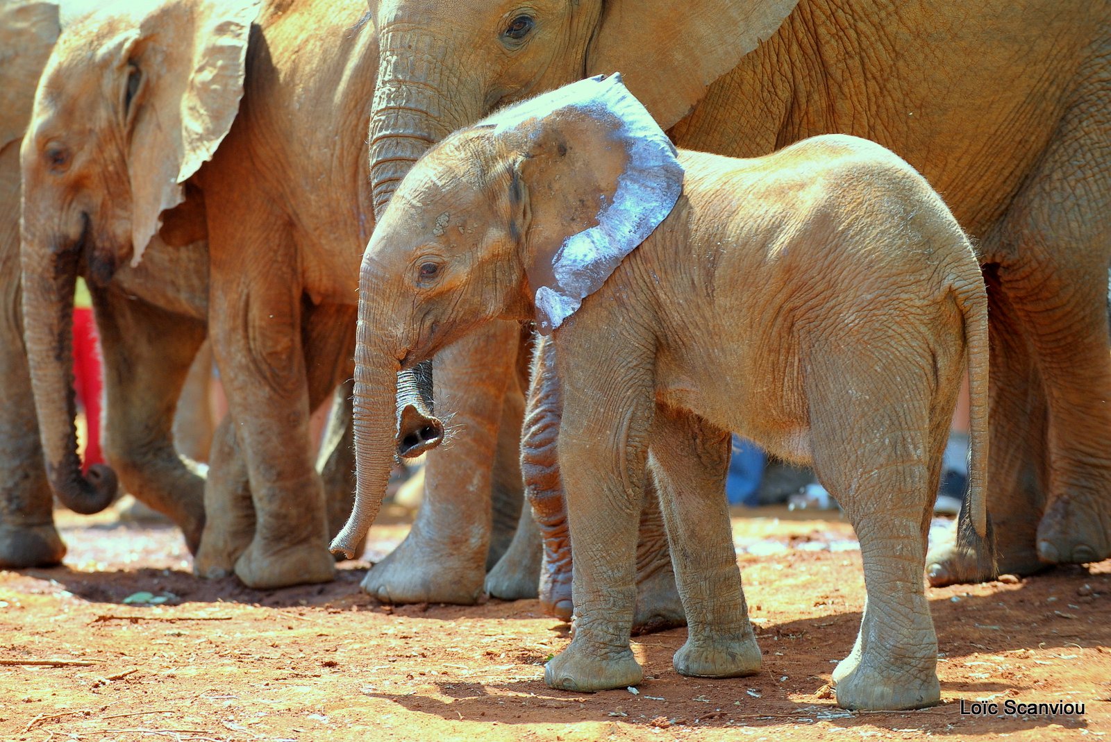 David Sheldrick Wildlife Trust  (16)