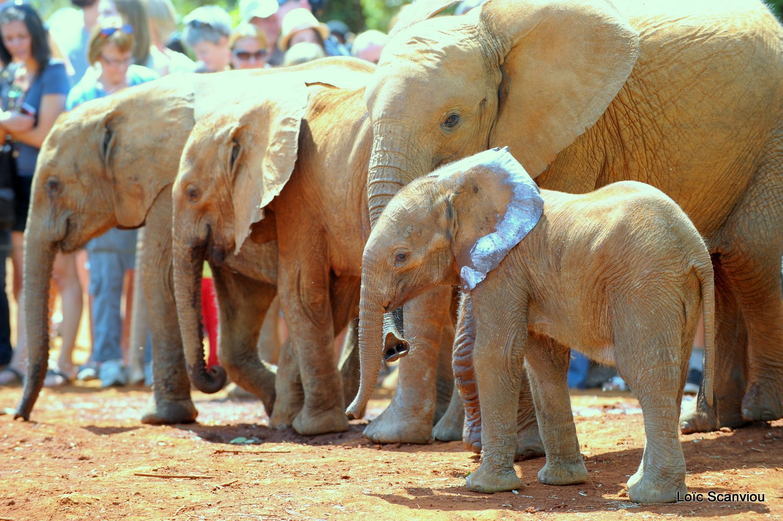 David Sheldrick Wildlife Trust  (17)