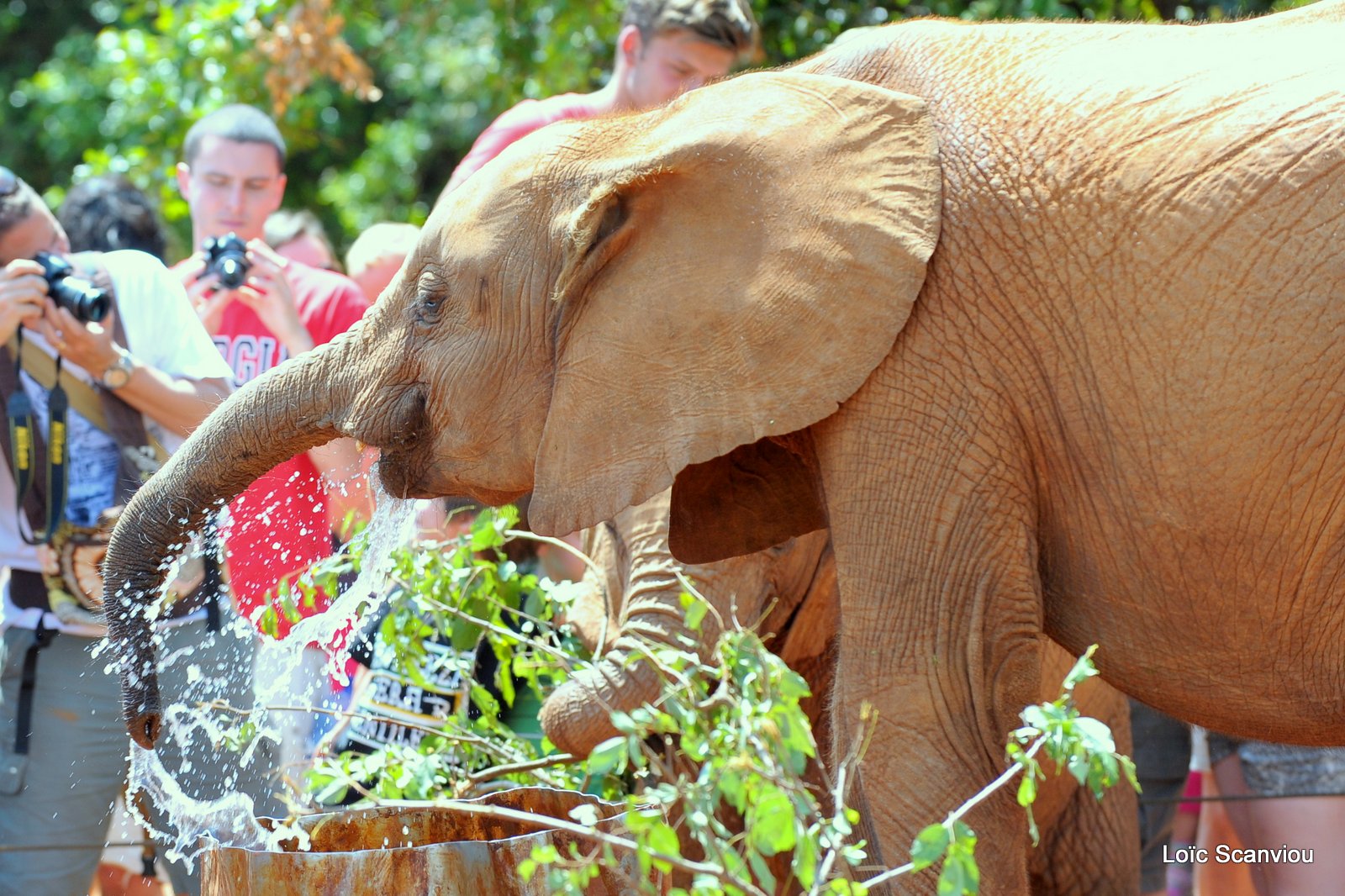 David Sheldrick Wildlife Trust  (19)