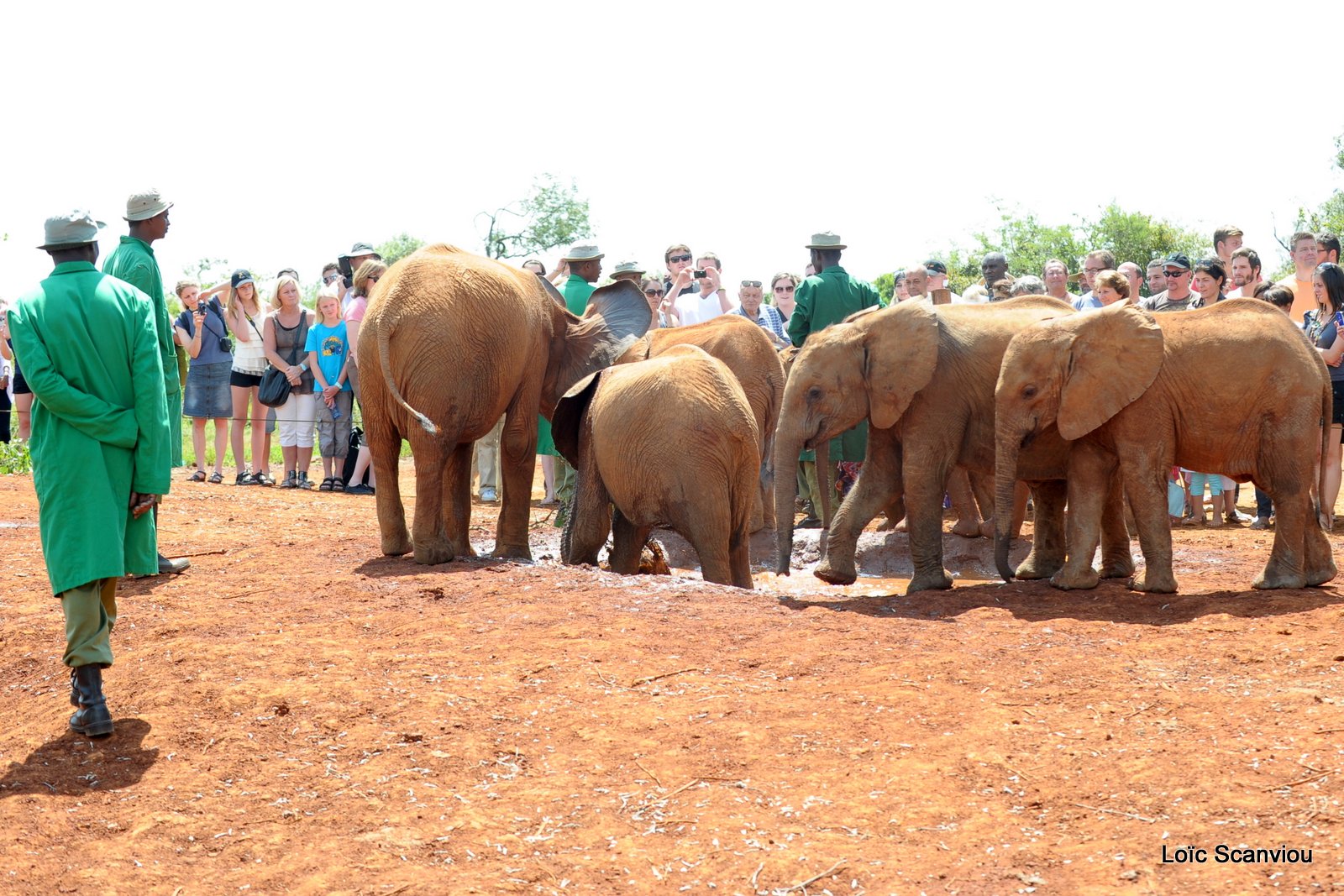 David Sheldrick Wildlife Trust  (20)