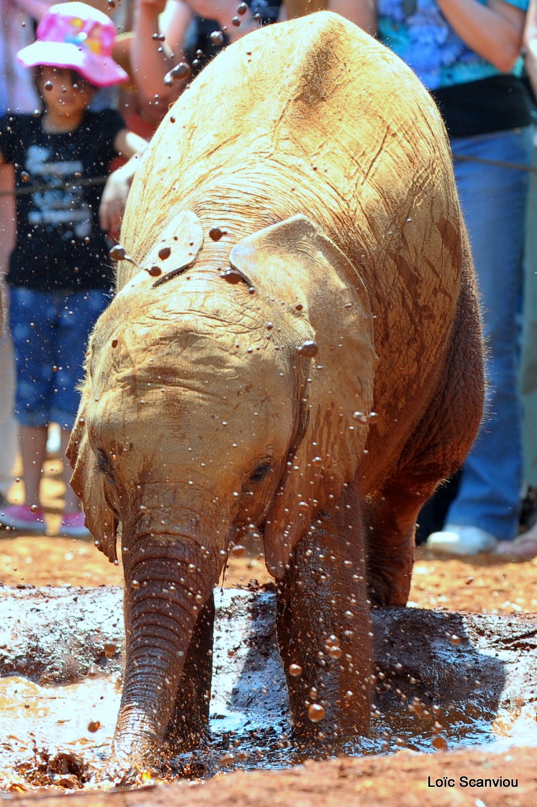 David Sheldrick Wildlife Trust  (21)