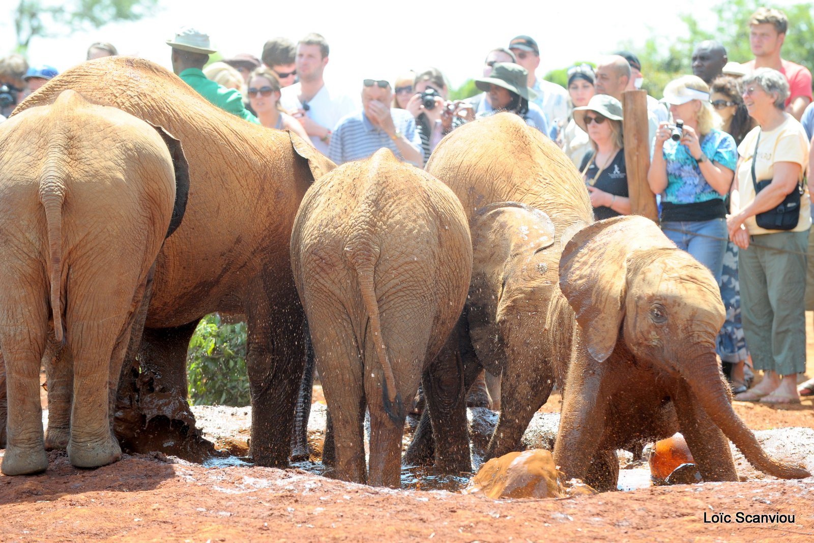 David Sheldrick Wildlife Trust  (22)