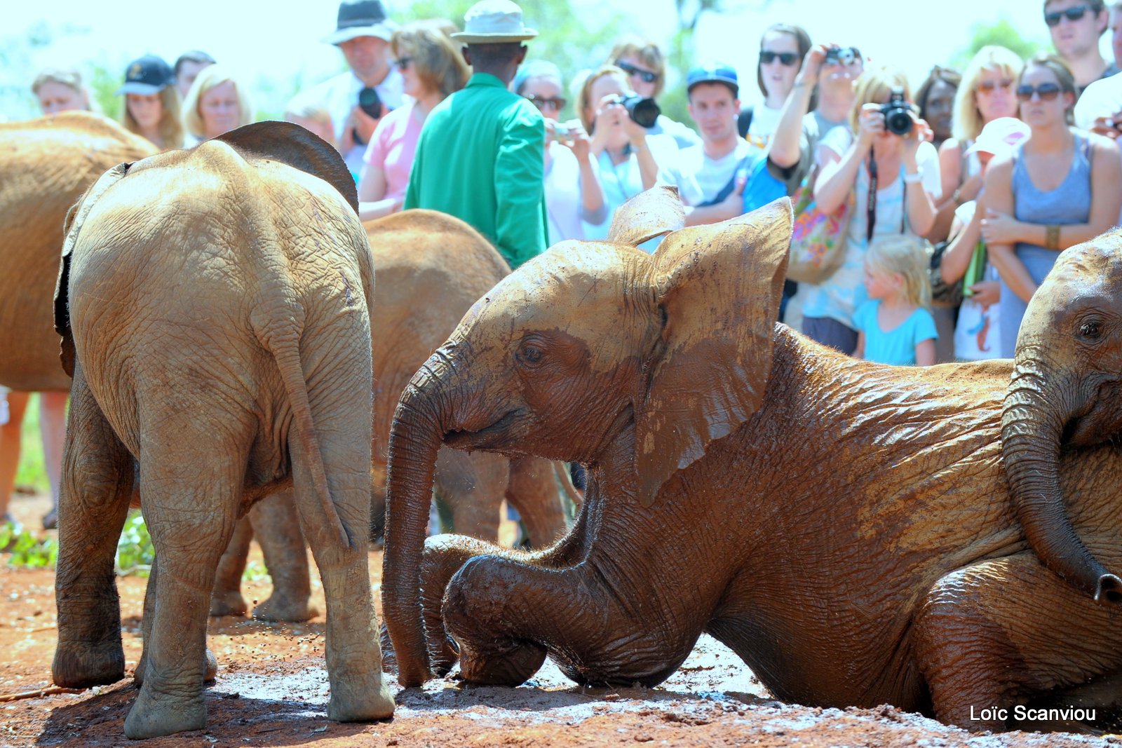 David Sheldrick Wildlife Trust  (23)