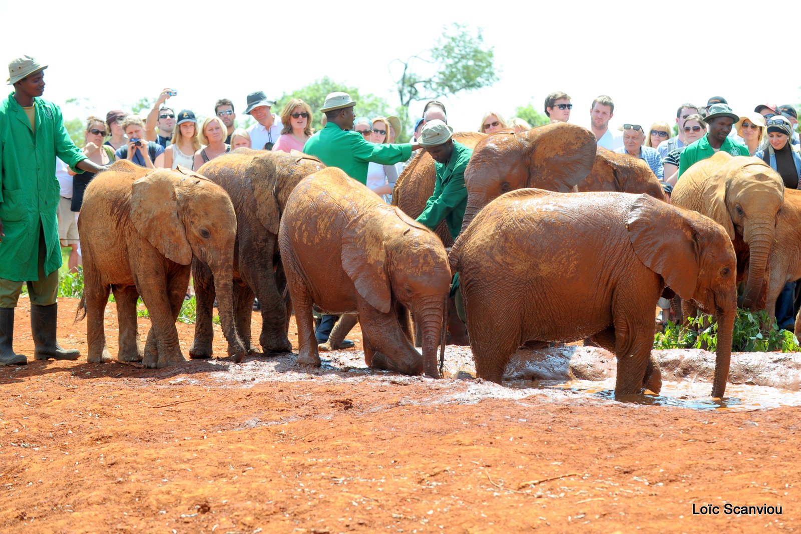 David Sheldrick Wildlife Trust  (24)