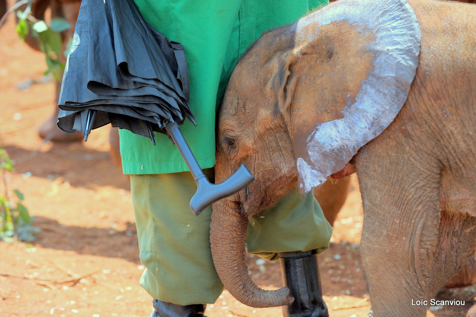 David Sheldrick Wildlife Trust  (25)