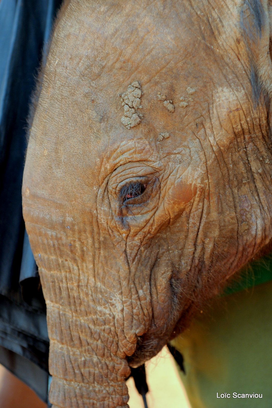 David Sheldrick Wildlife Trust  (26)