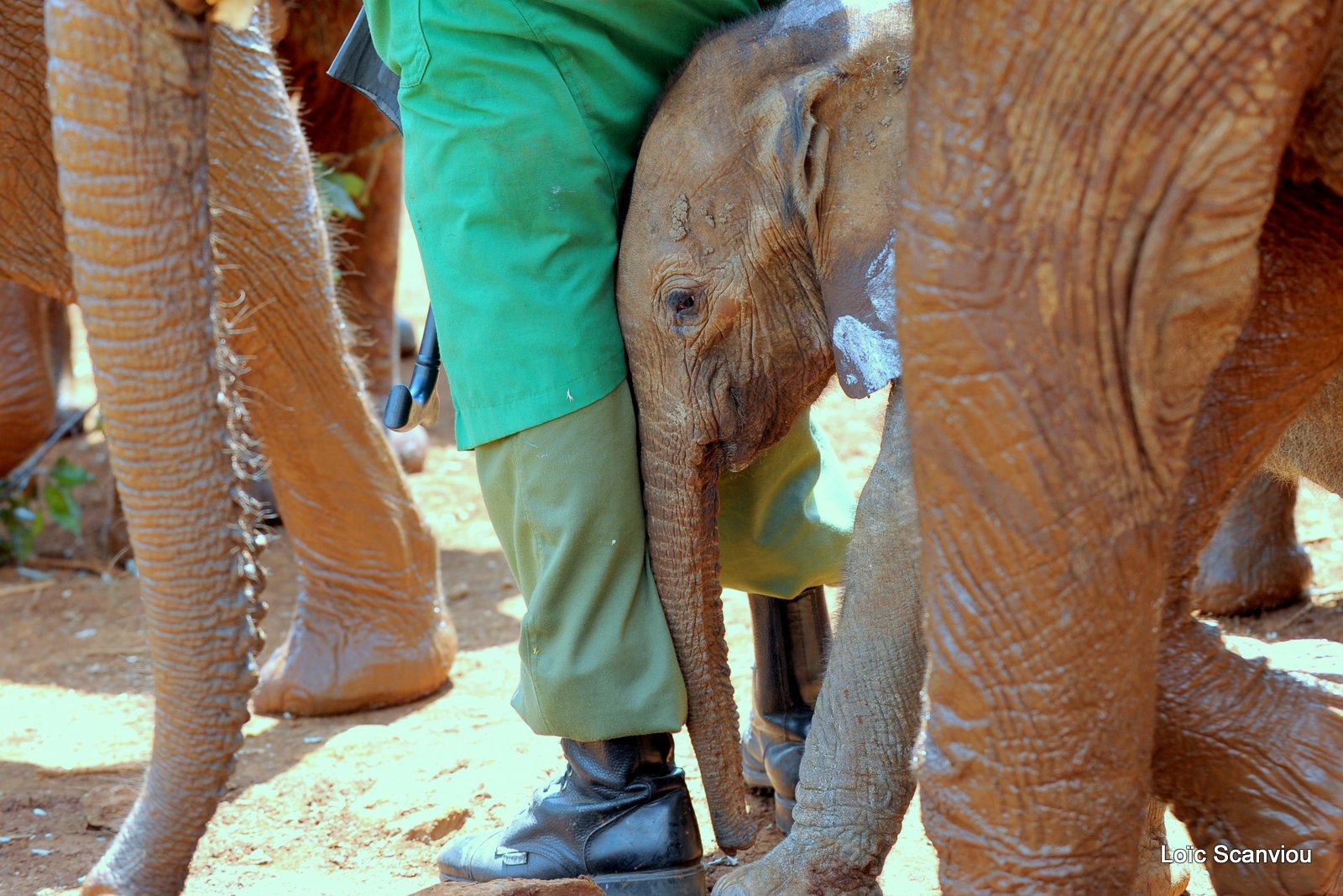 David Sheldrick Wildlife Trust  (27)