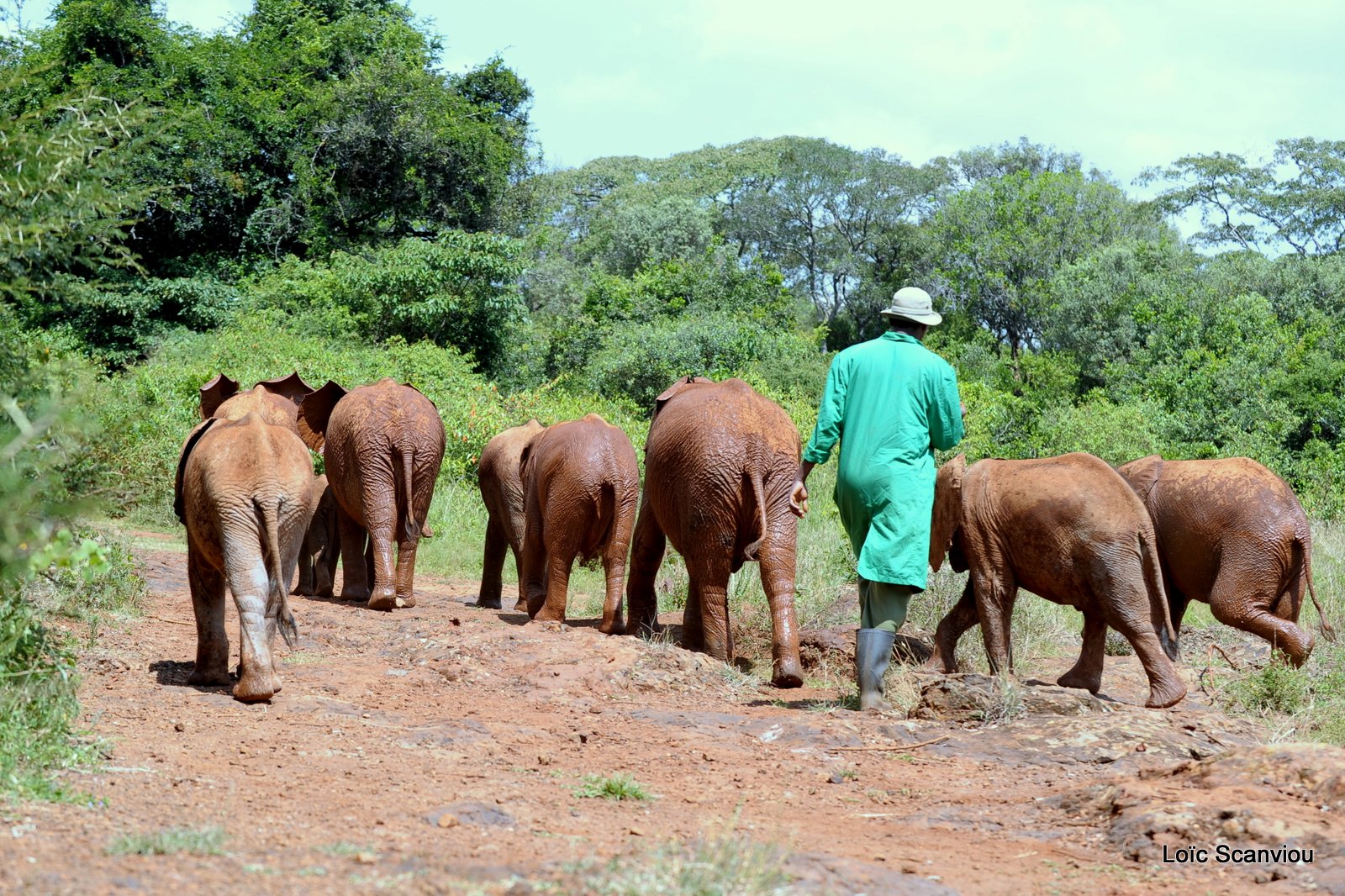 David Sheldrick Wildlife Trust  (28)