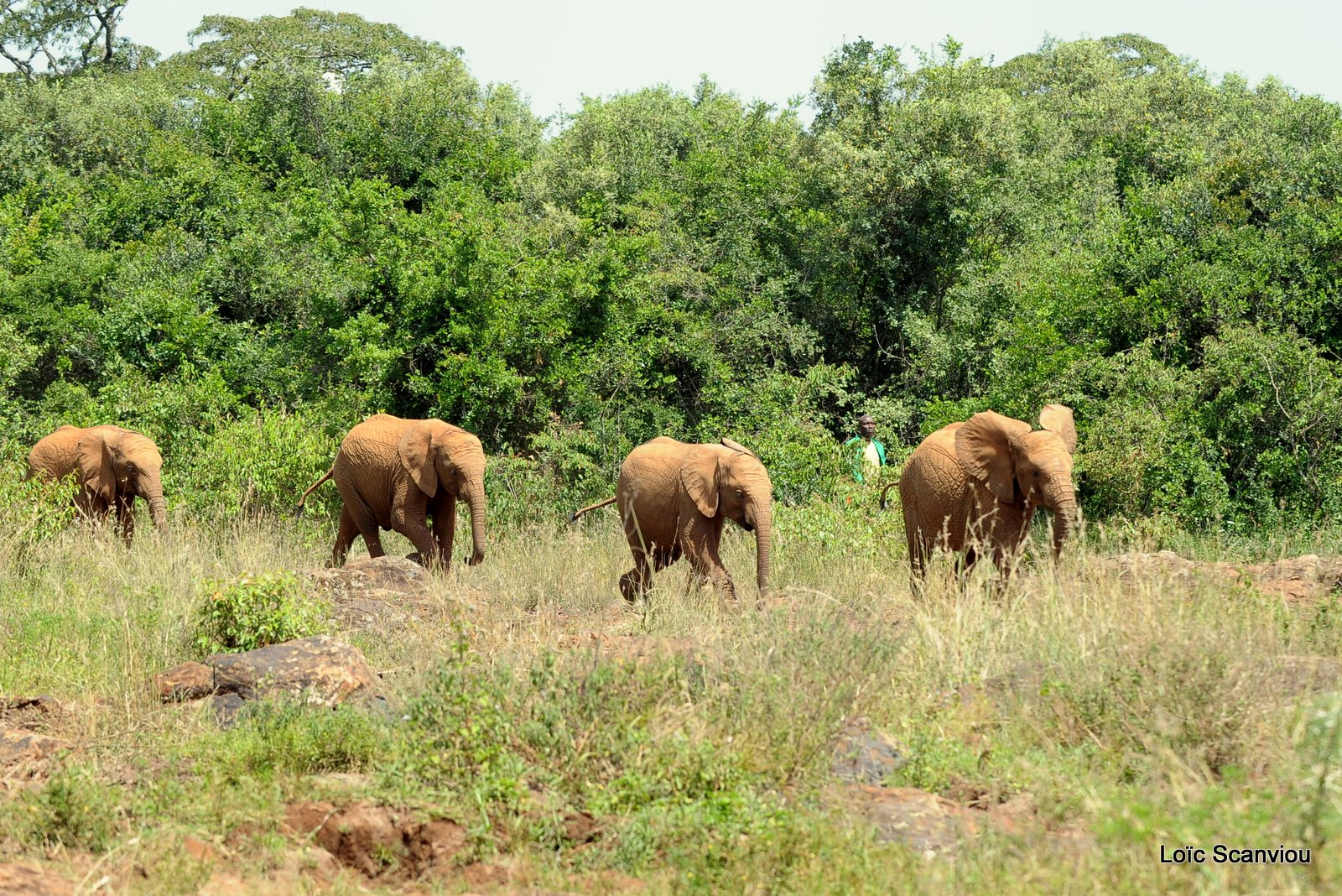 David Sheldrick Wildlife Trust  (29)