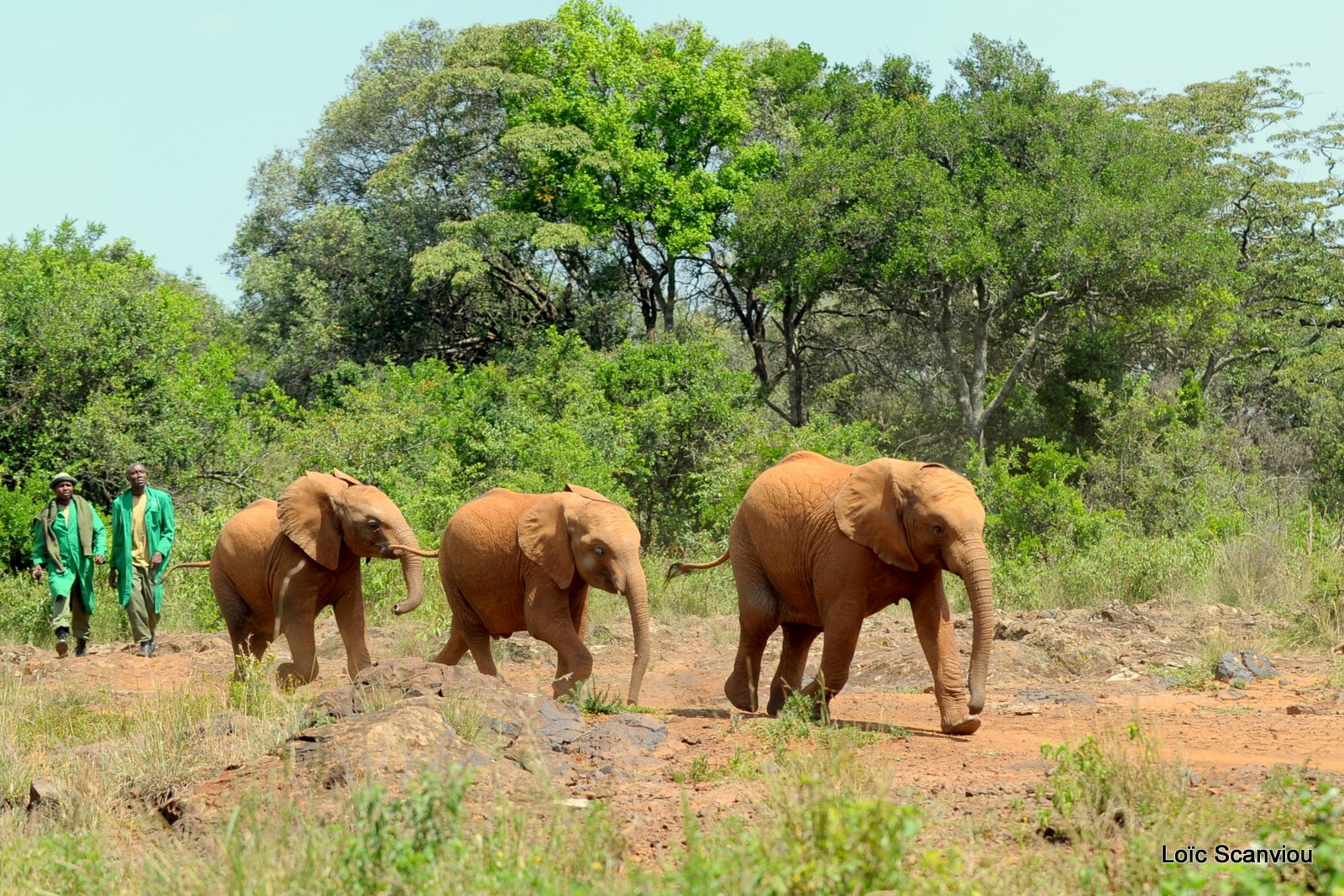 David Sheldrick Wildlife Trust  (30)