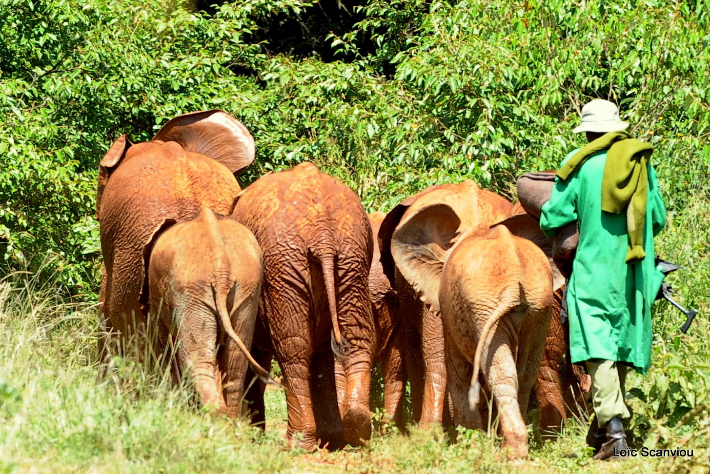 David Sheldrick Wildlife Trust  (31)