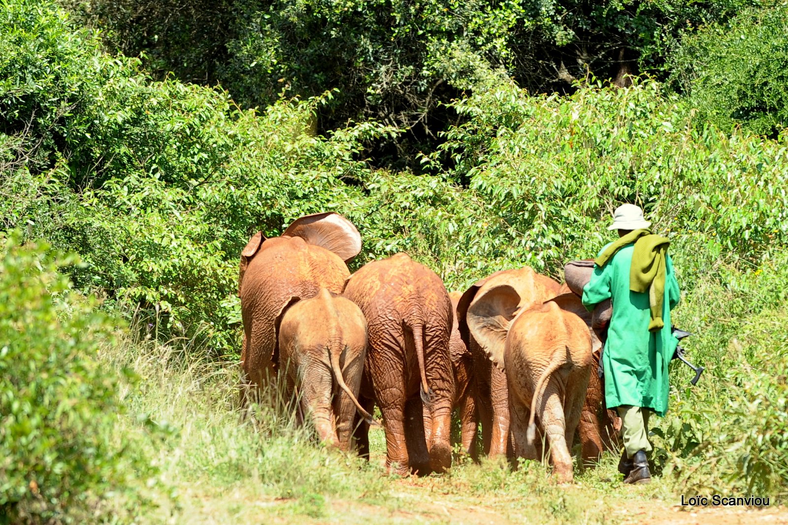 David Sheldrick Wildlife Trust  (32)