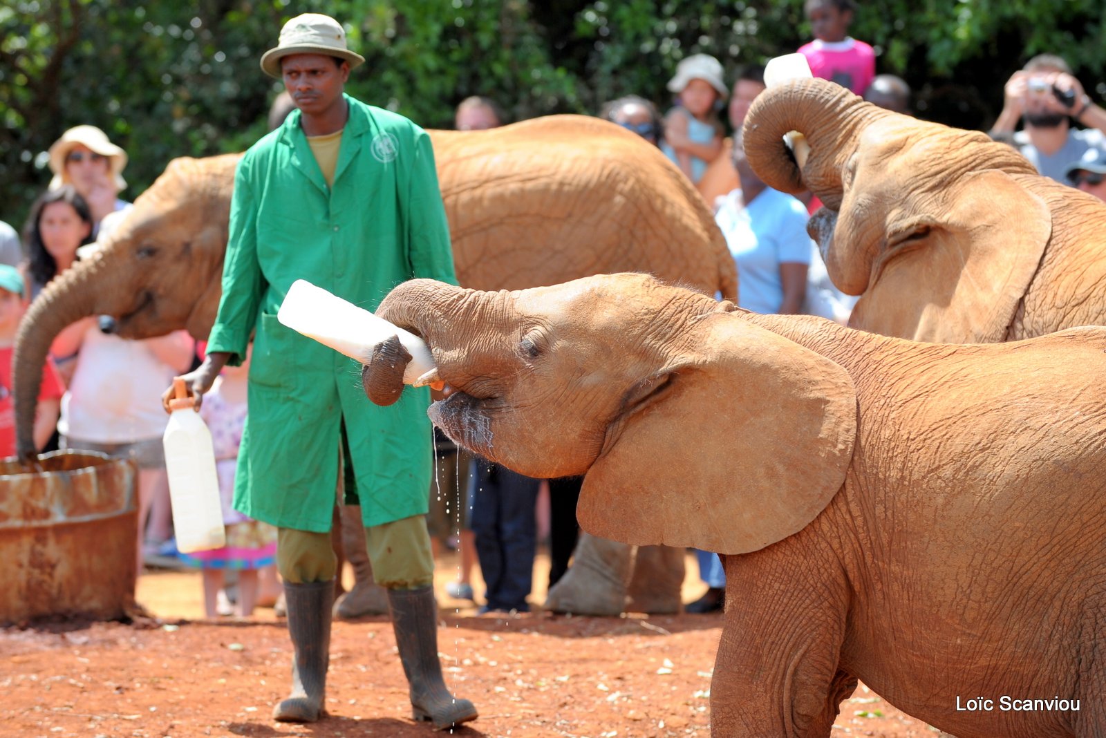 David Sheldrick Wildlife Trust  (33)