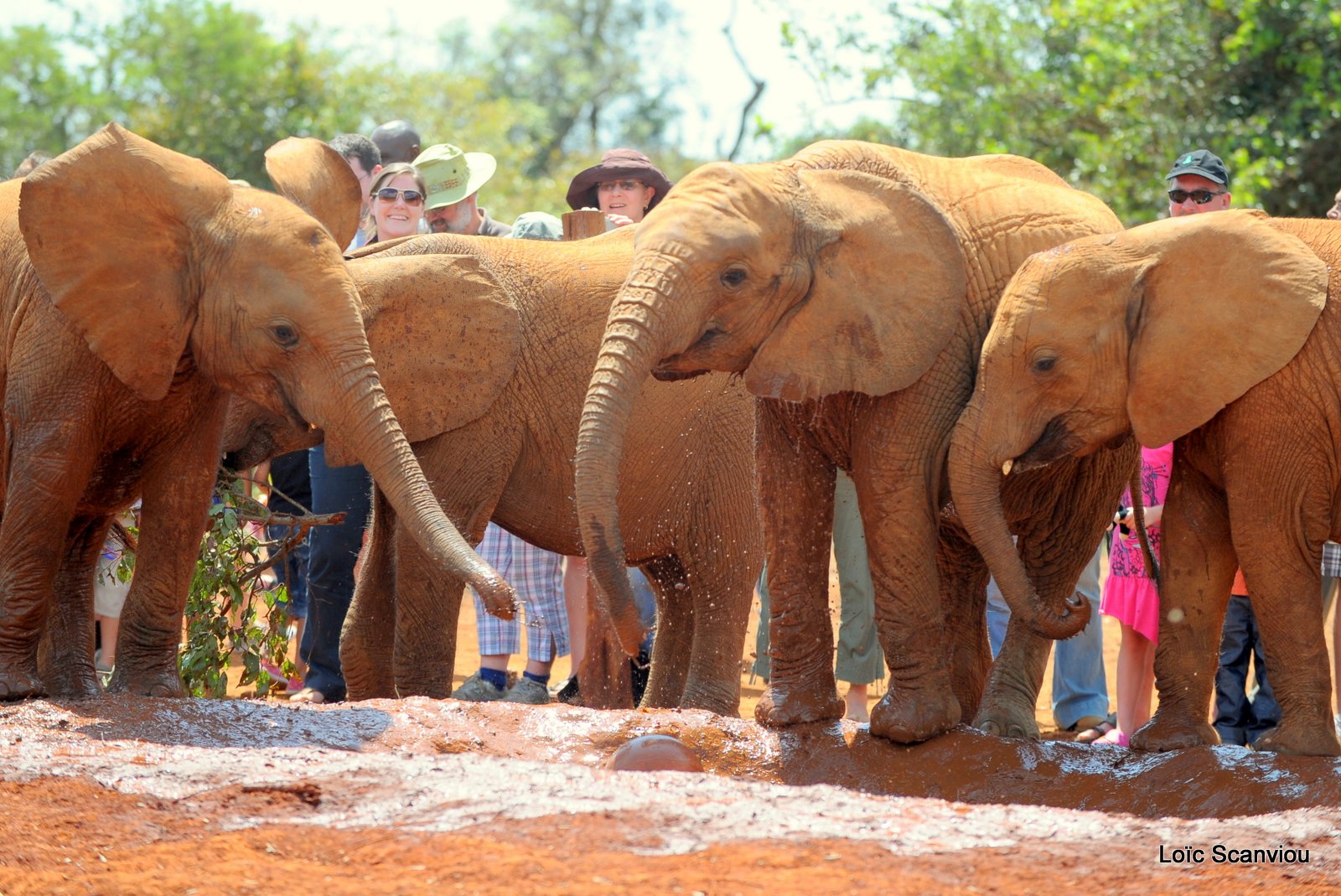 David Sheldrick Wildlife Trust  (34)