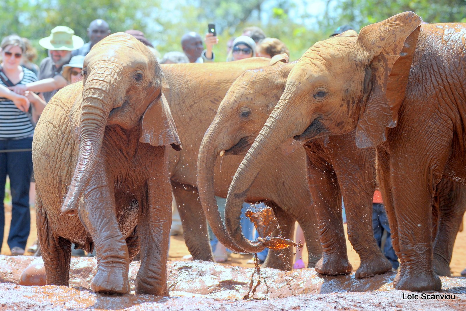 David Sheldrick Wildlife Trust  (35)