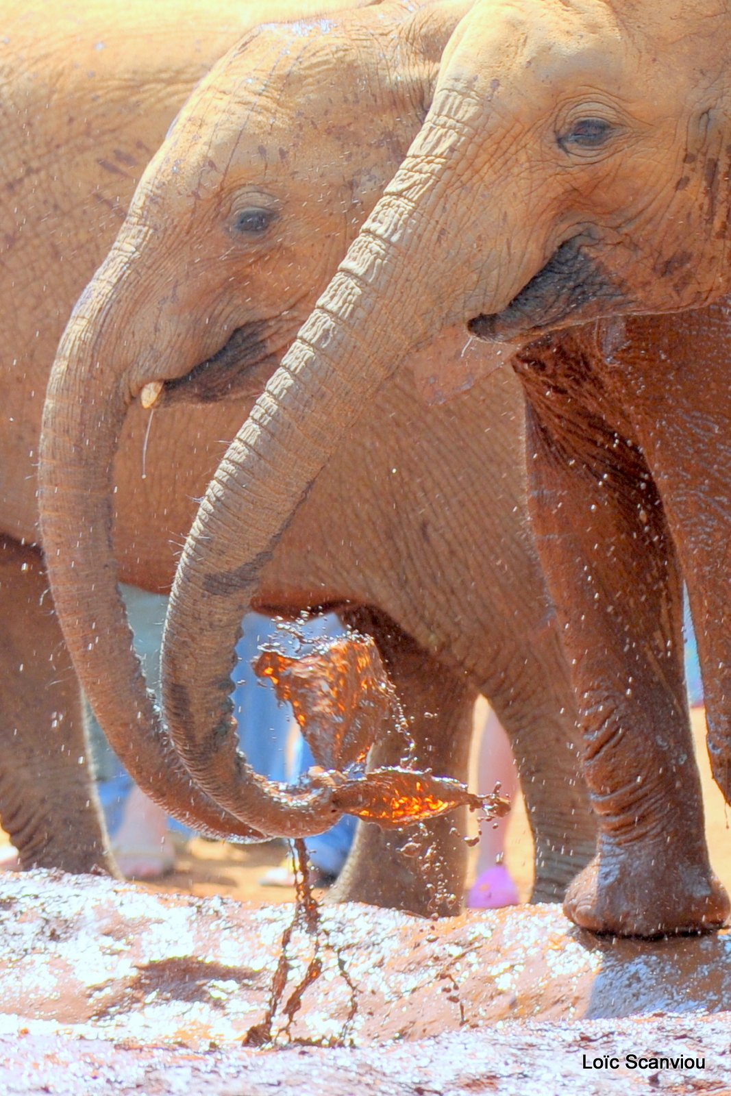 David Sheldrick Wildlife Trust  (36)