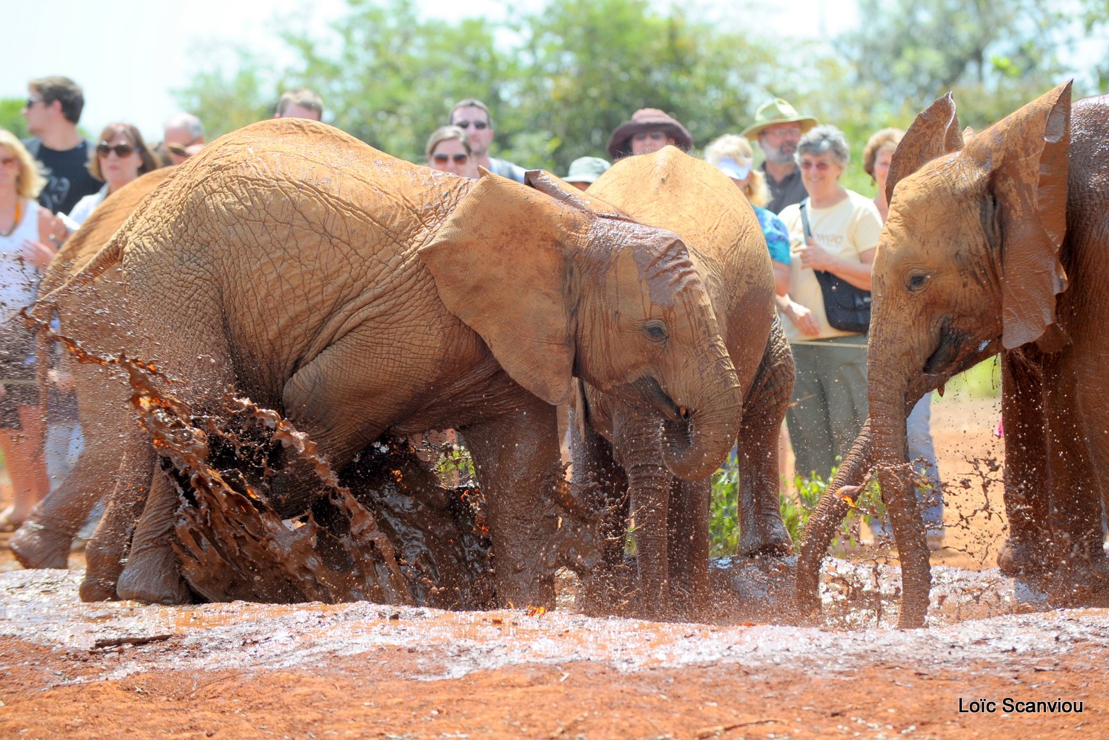 David Sheldrick Wildlife Trust  (37)