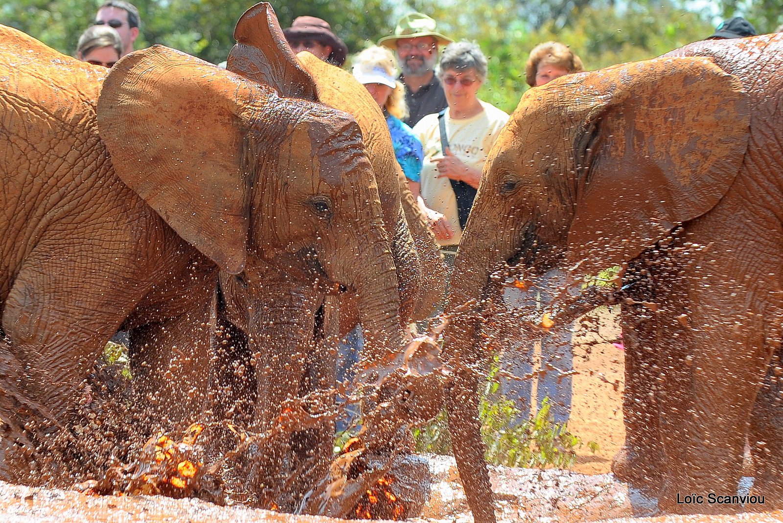 David Sheldrick Wildlife Trust  (38)