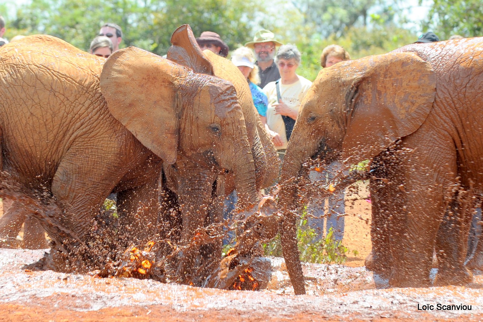 David Sheldrick Wildlife Trust  (39)