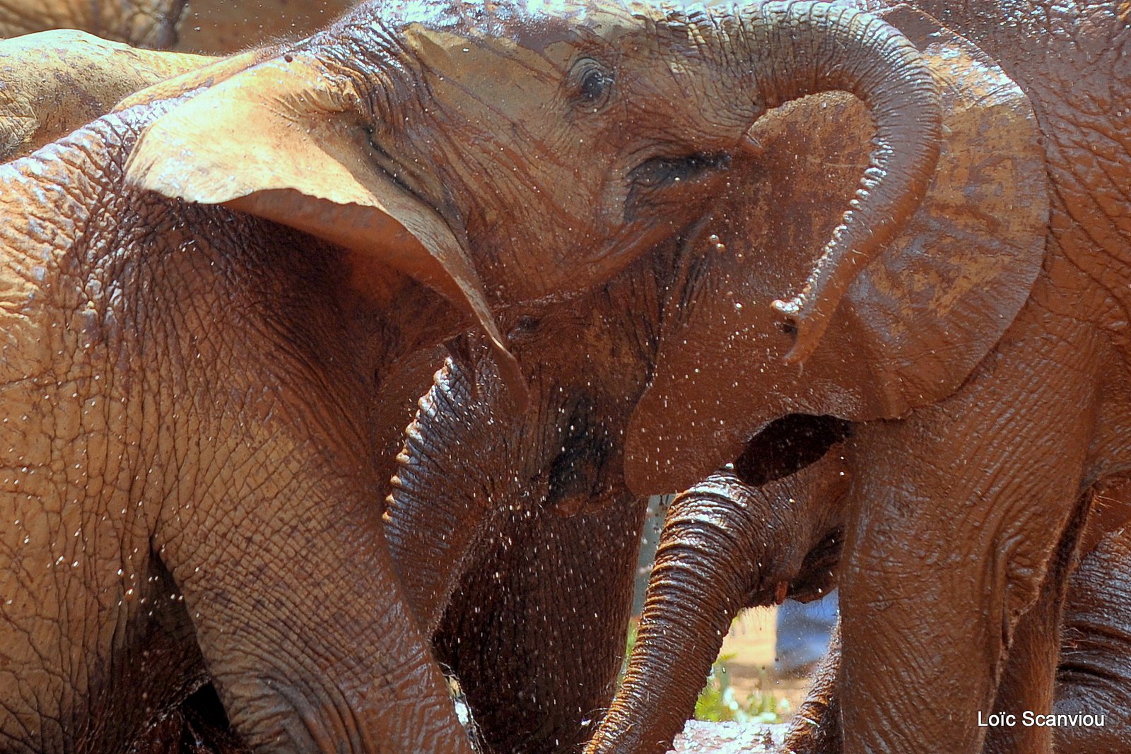 David Sheldrick Wildlife Trust  (40)