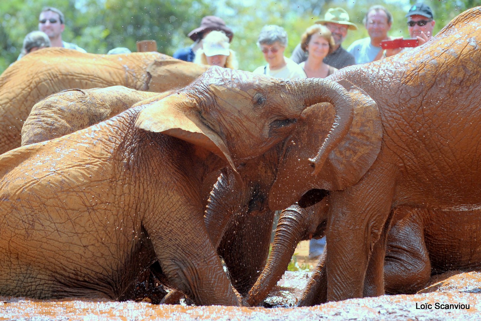 David Sheldrick Wildlife Trust  (41)