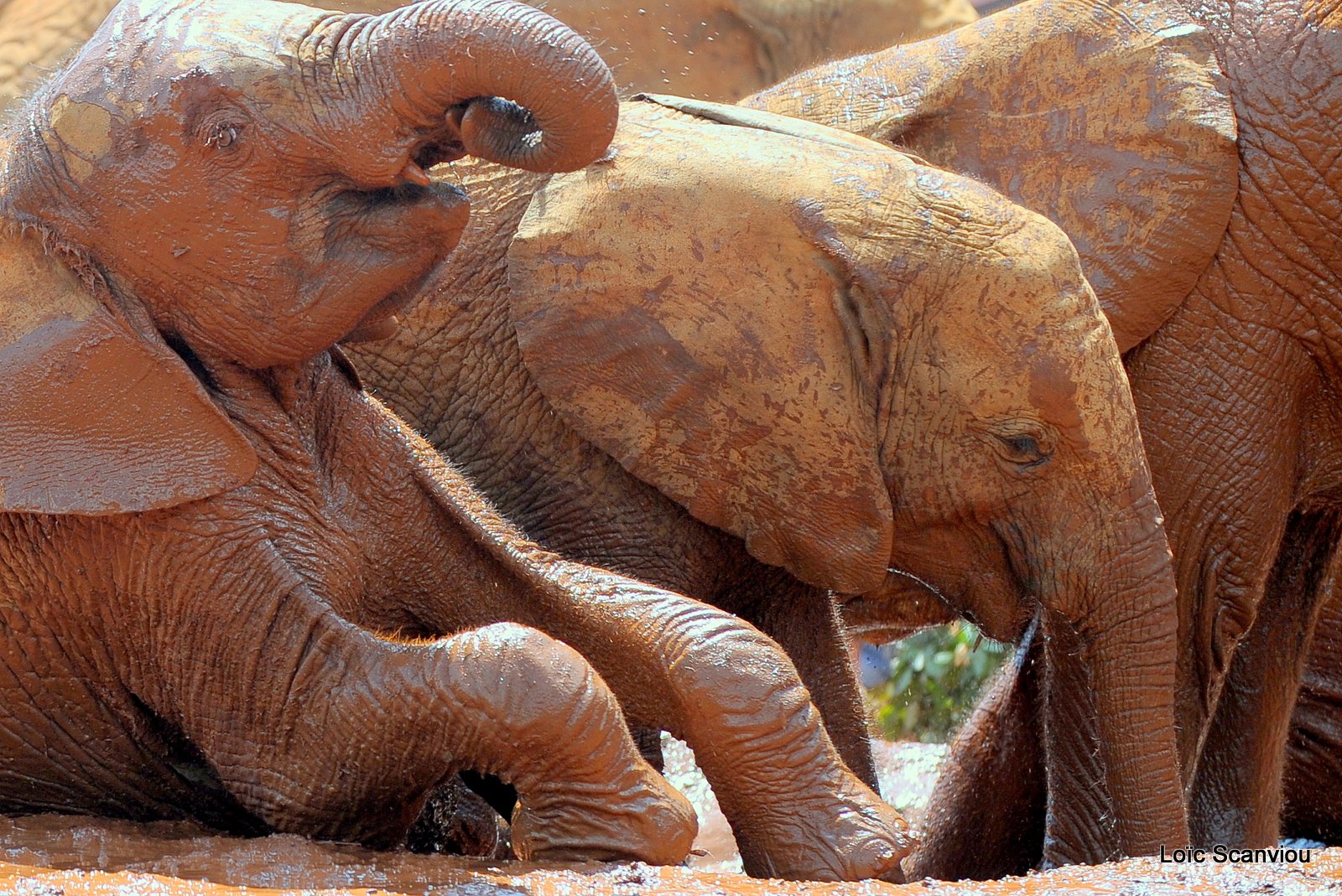 David Sheldrick Wildlife Trust  (42)