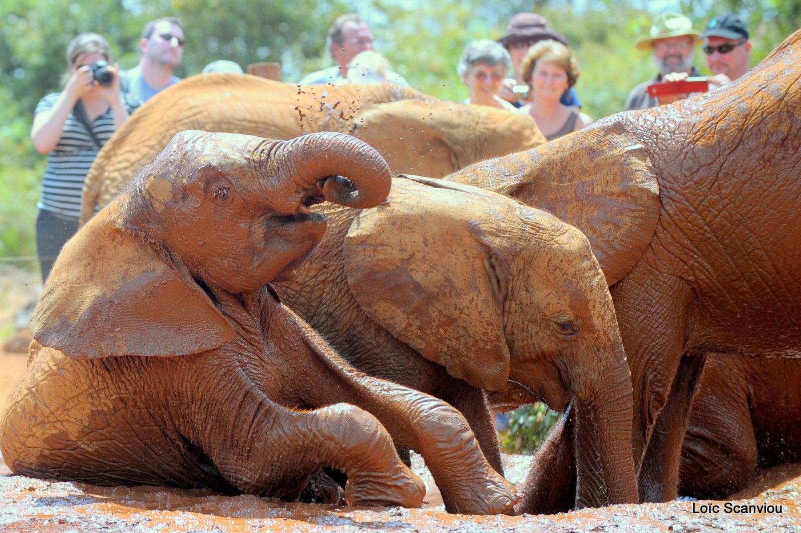 David Sheldrick Wildlife Trust  (43)