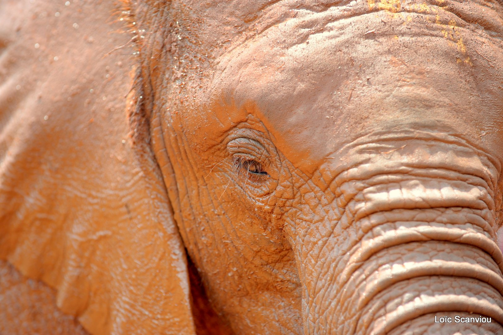 David Sheldrick Wildlife Trust  (44)