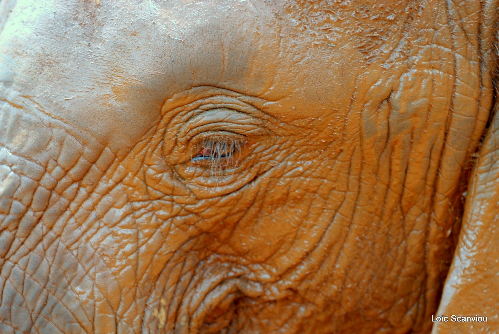 David Sheldrick Wildlife Trust  (45)