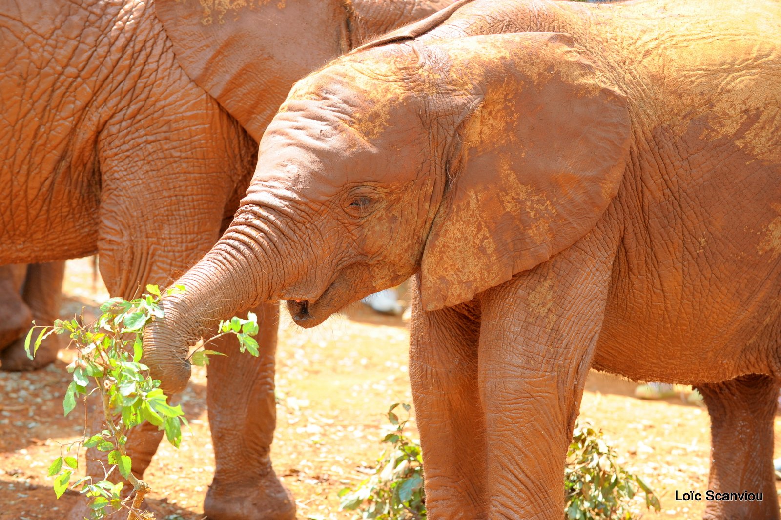 David Sheldrick Wildlife Trust  (46)