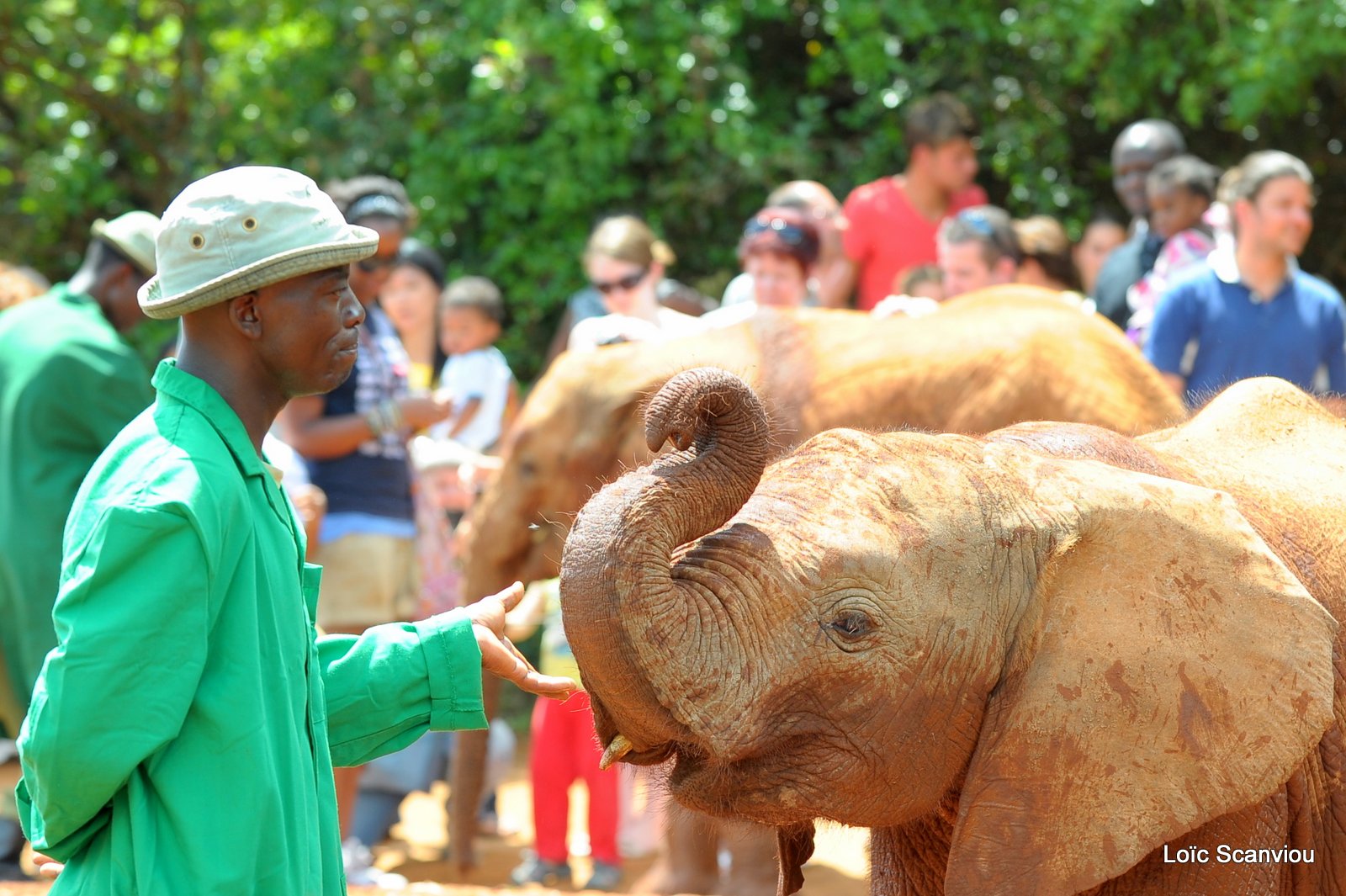 David Sheldrick Wildlife Trust  (47)