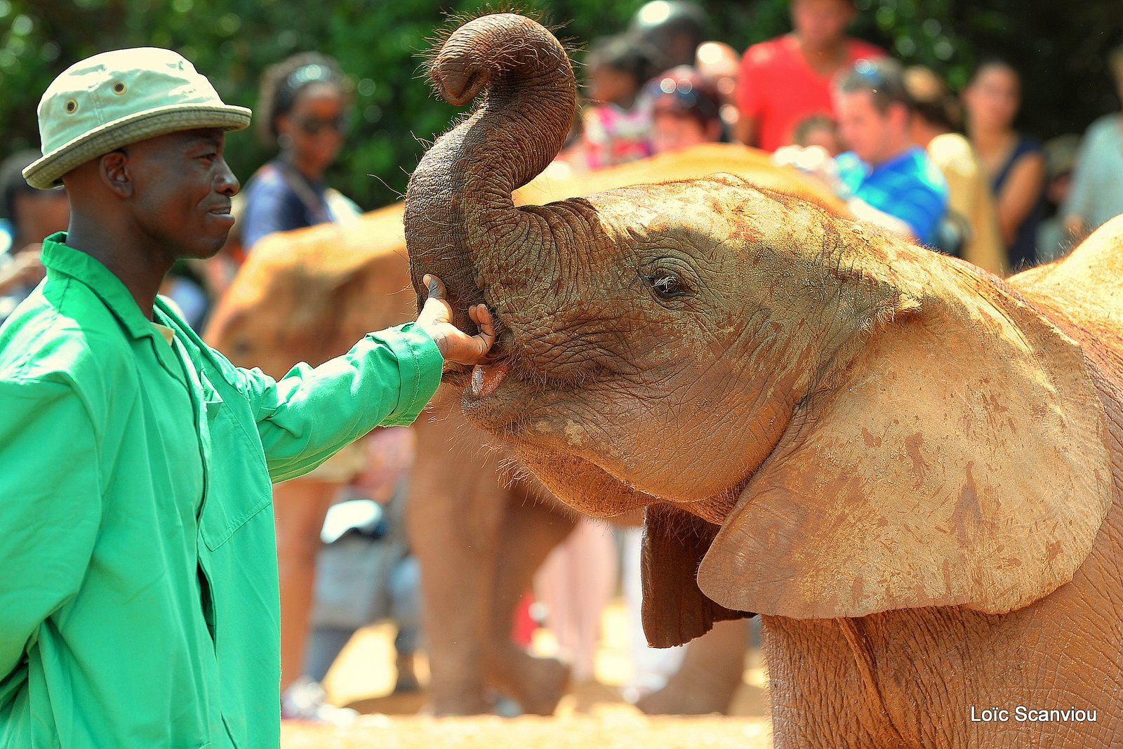 David Sheldrick Wildlife Trust  (48)