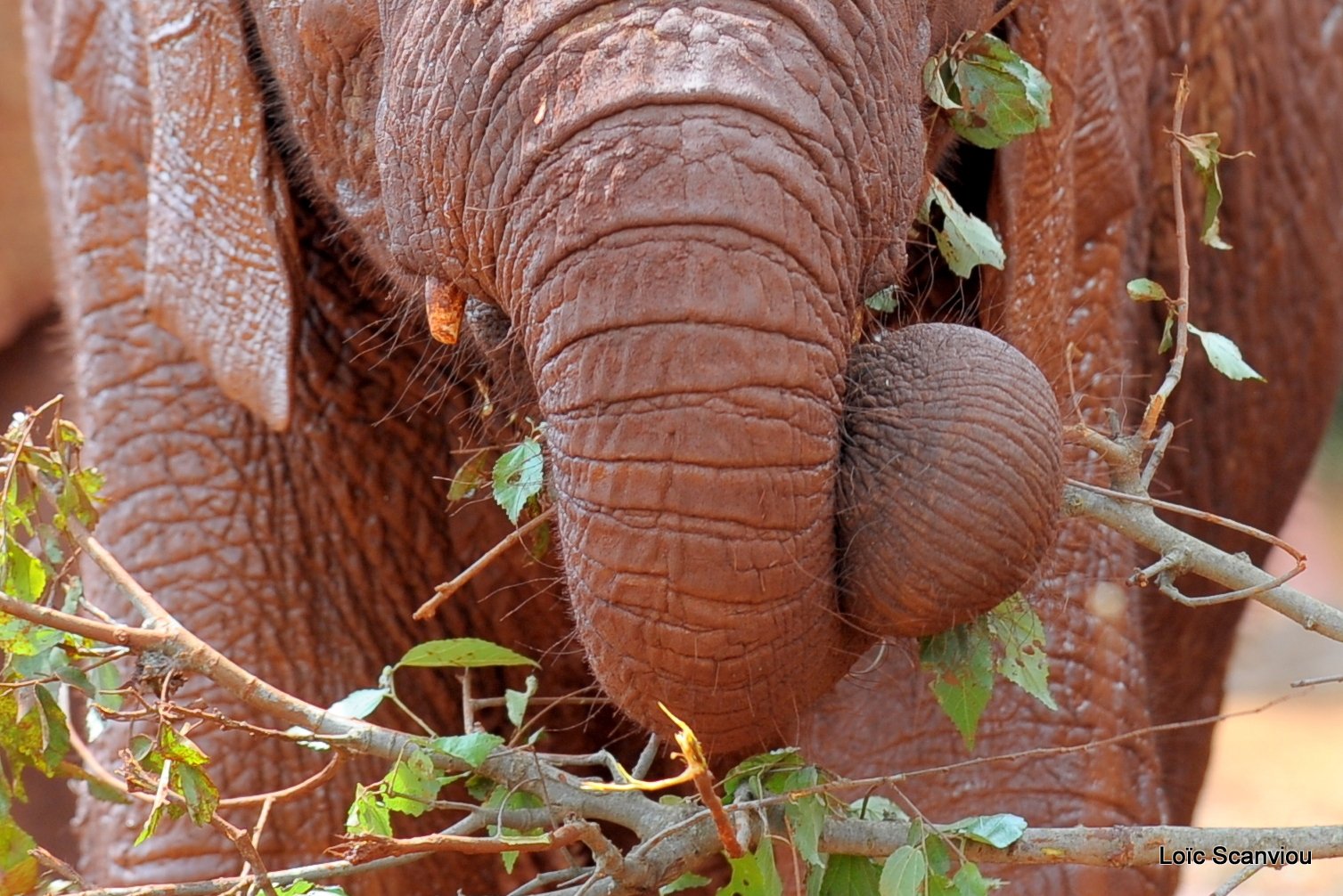 David Sheldrick Wildlife Trust  (49)