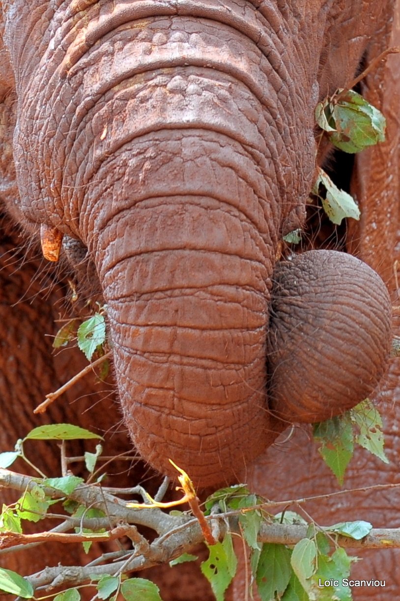 David Sheldrick Wildlife Trust  (50)